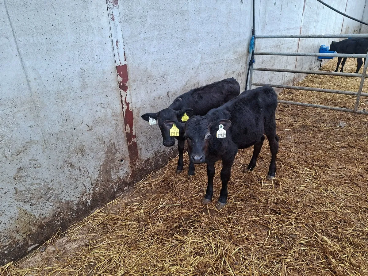 Aberdeen Angus runners - Image 4