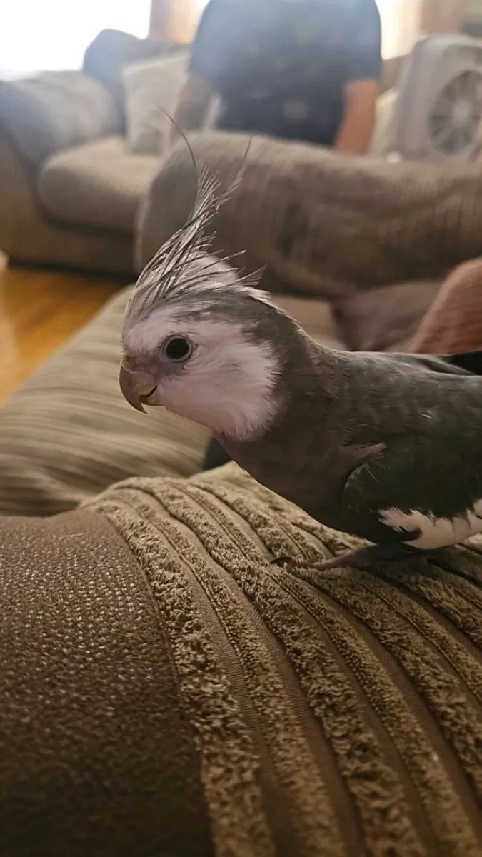 Hand Tame White Face Cockatiel (male) - Image 1