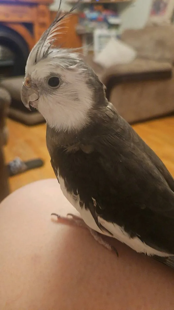 Hand Tame White Face Cockatiel (male) - Image 2