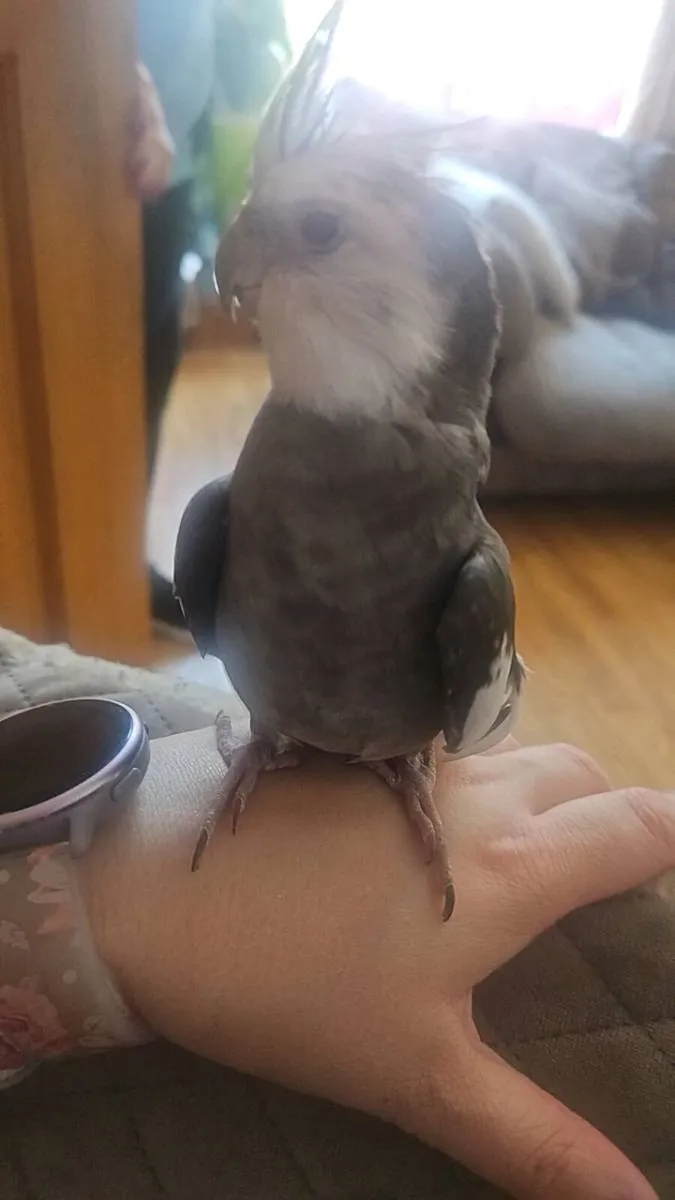 Hand Tame White Face Cockatiel (male) - Image 3