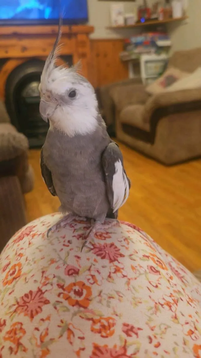 Hand Tame White Face Cockatiel (male) - Image 4