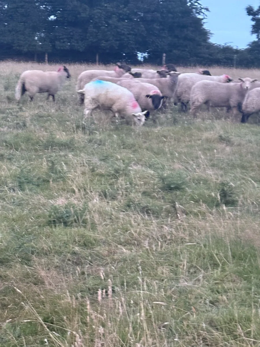 Ewe lambs - Image 1