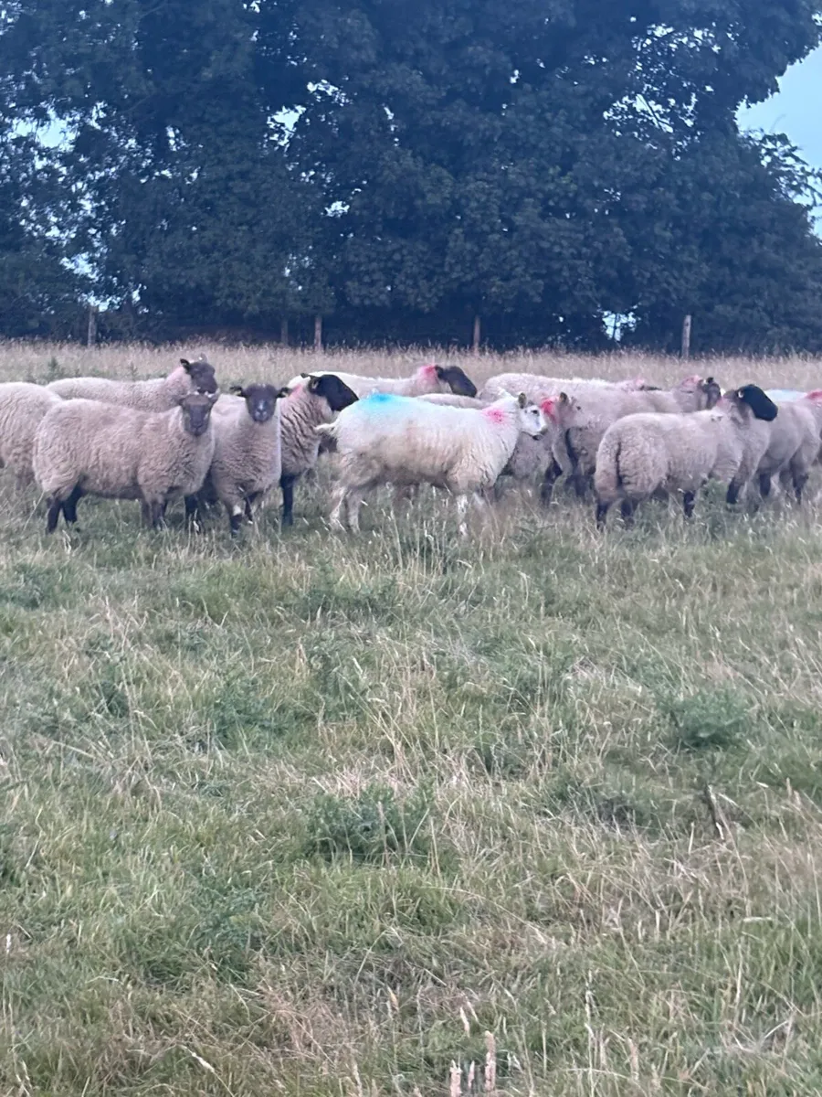 Ewe lambs - Image 2
