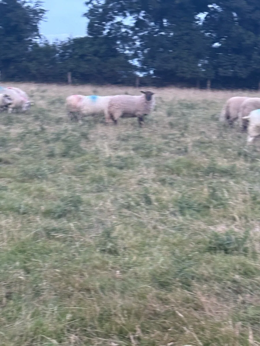 Ewe lambs - Image 3