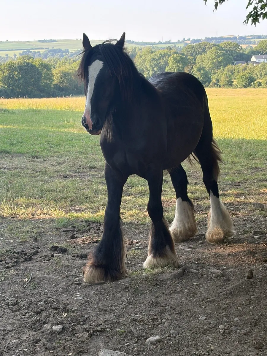 Yearling colt - Image 1