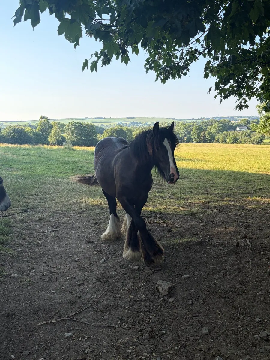 Yearling colt - Image 2