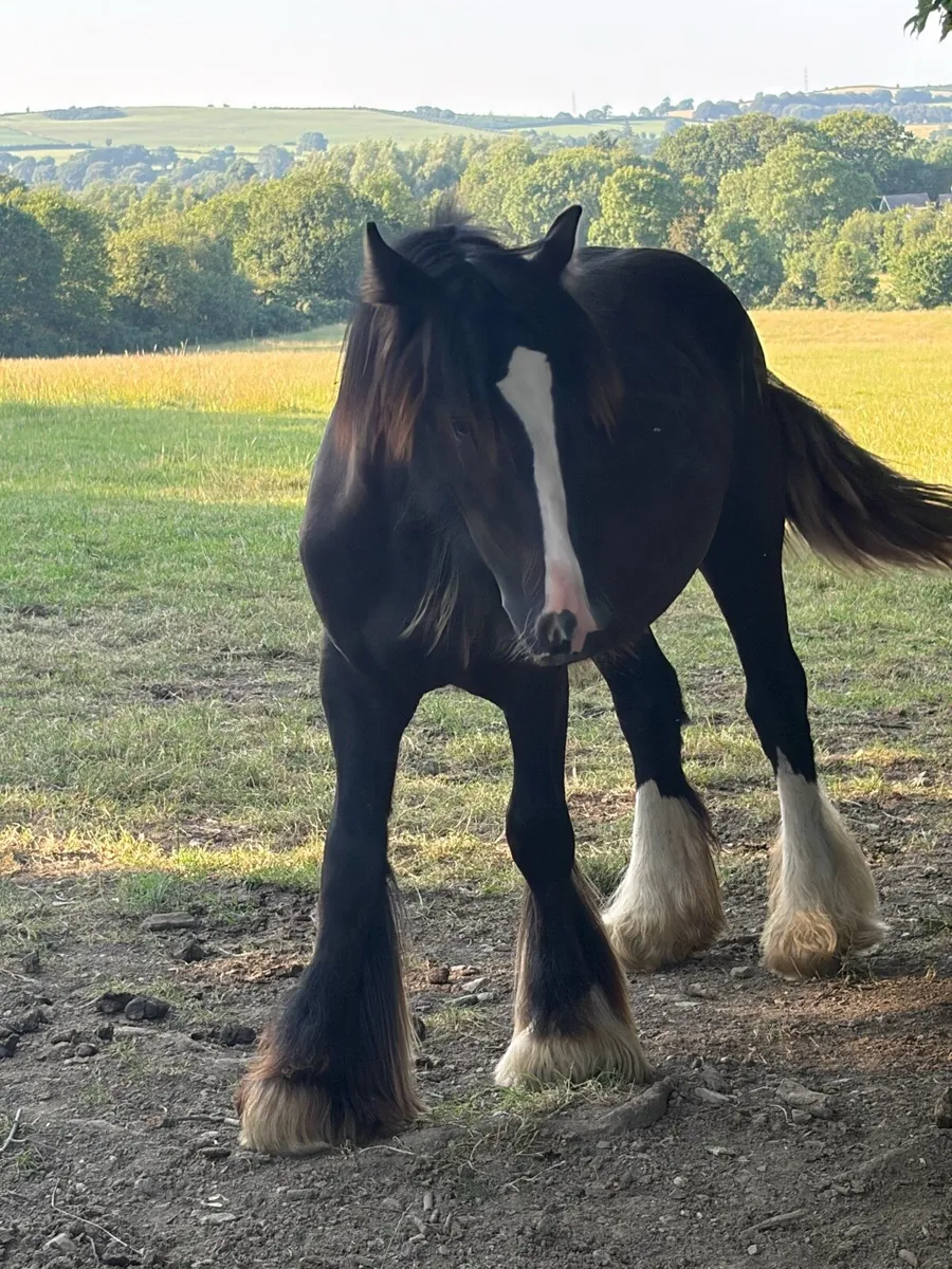 Yearling colt - Image 3