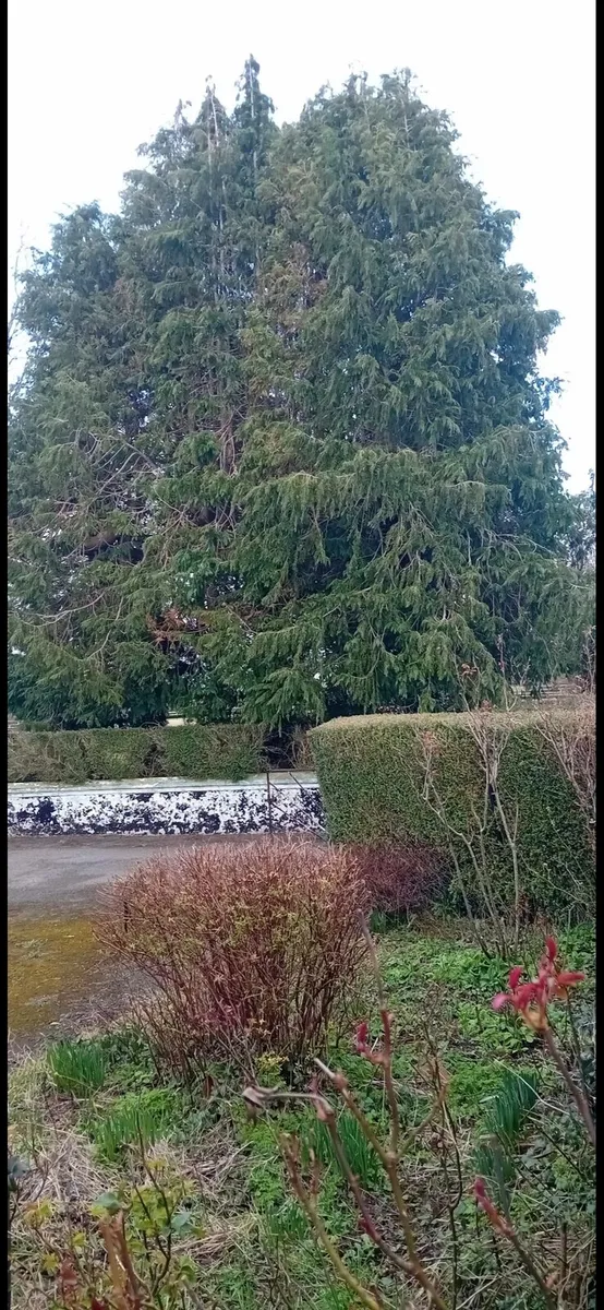 Tree Services... AKJ Tree Care - Image 2