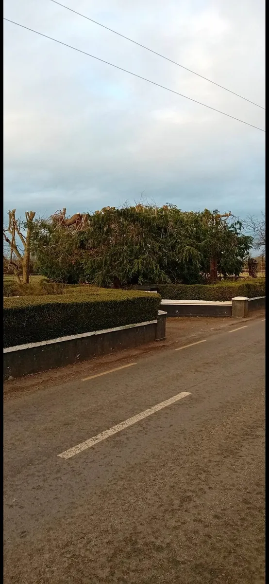 Tree Services... AKJ Tree Care - Image 3