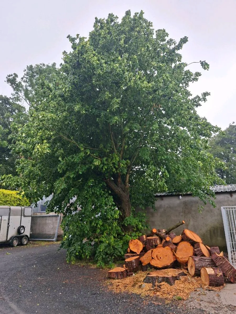 Tree Services... AKJ Tree Care - Image 4