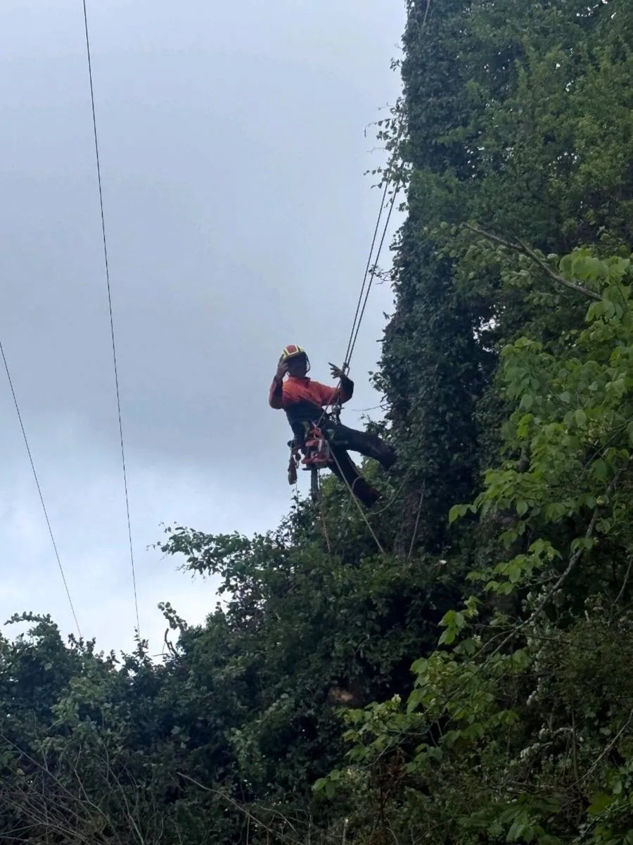 Tree Services... AKJ Tree Care - Image 1