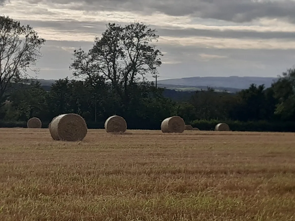 Barley straw