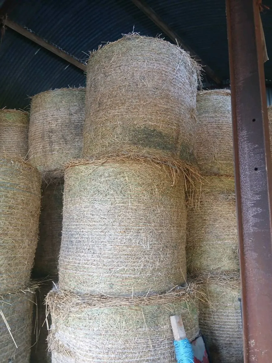 Chopped rushes for sale  10 euro a baie