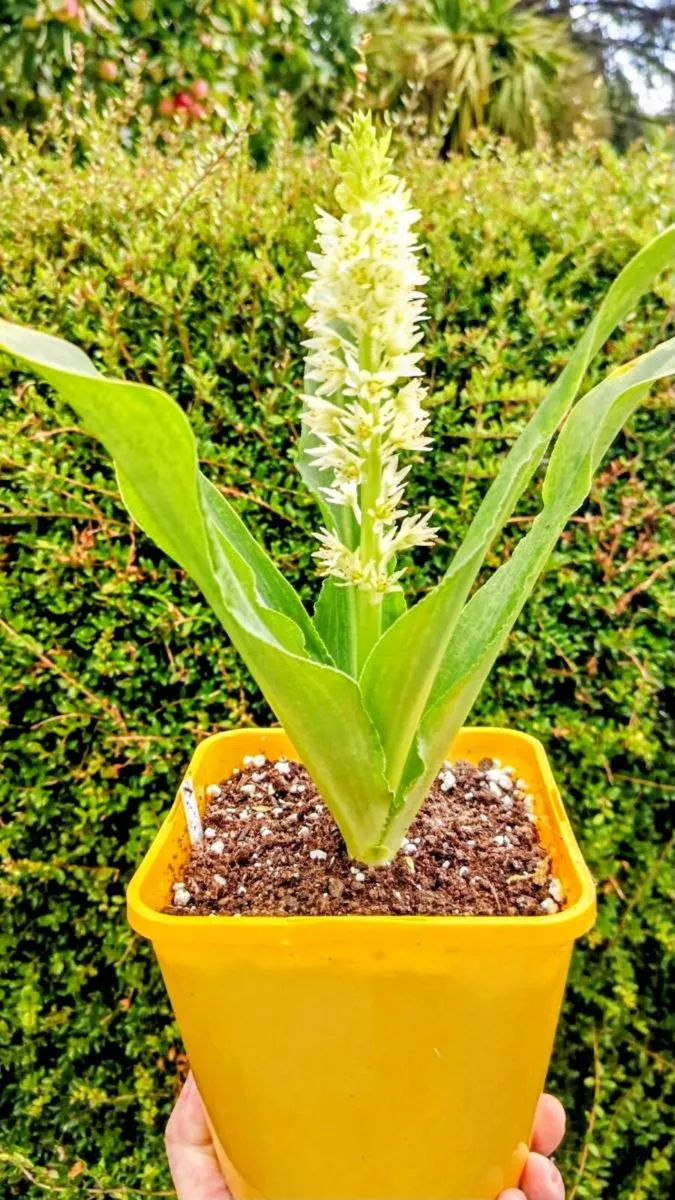 Pineapple Lily Eucomis