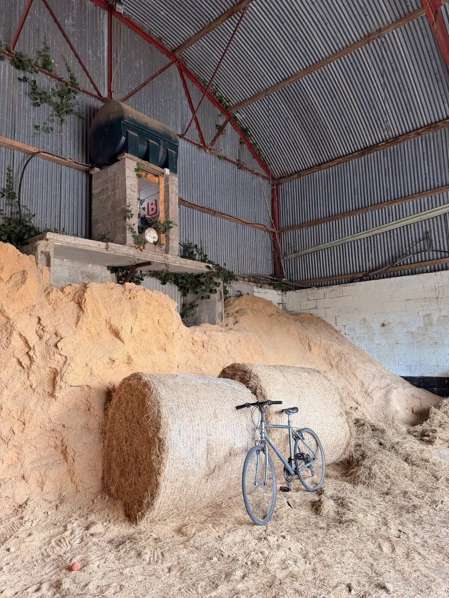 Saw Dust Shavings - Image 3