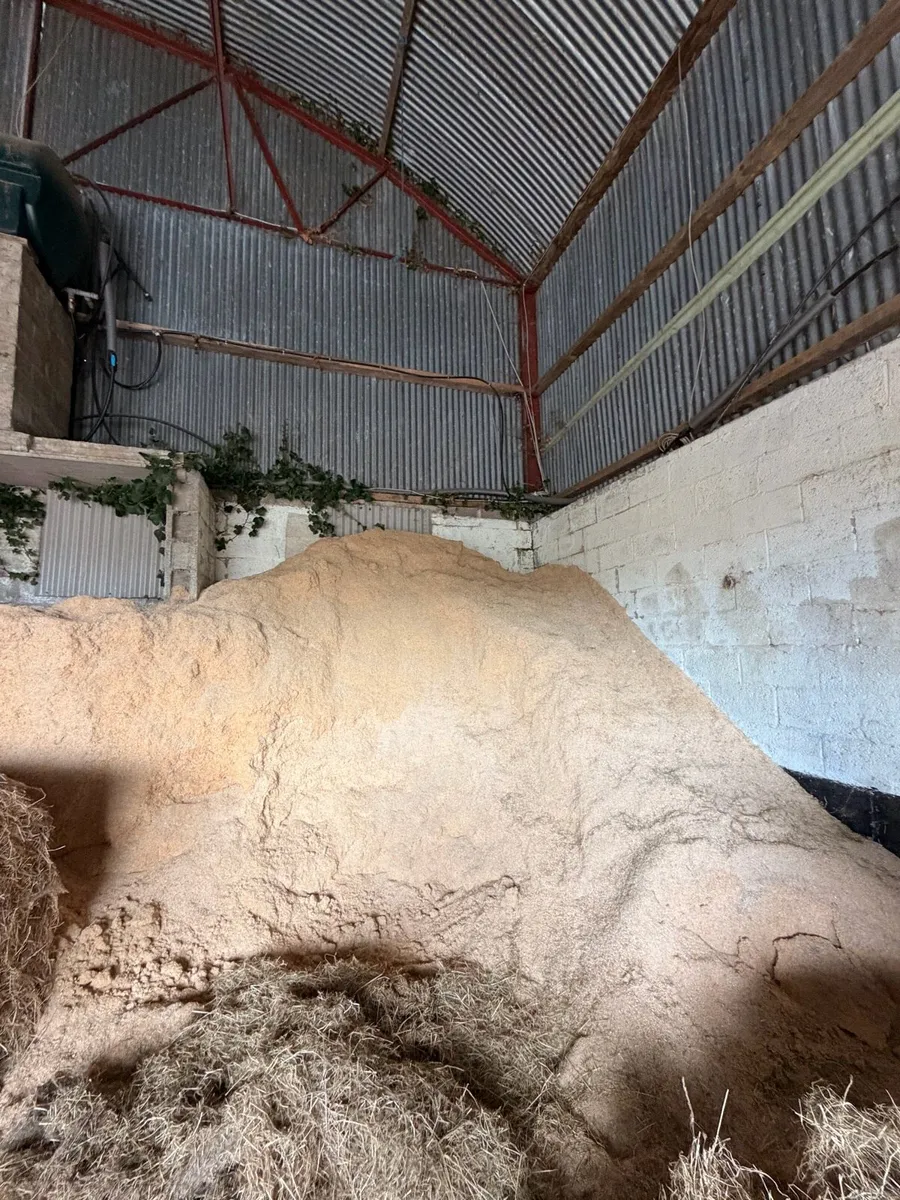 Saw Dust Shavings - Image 2