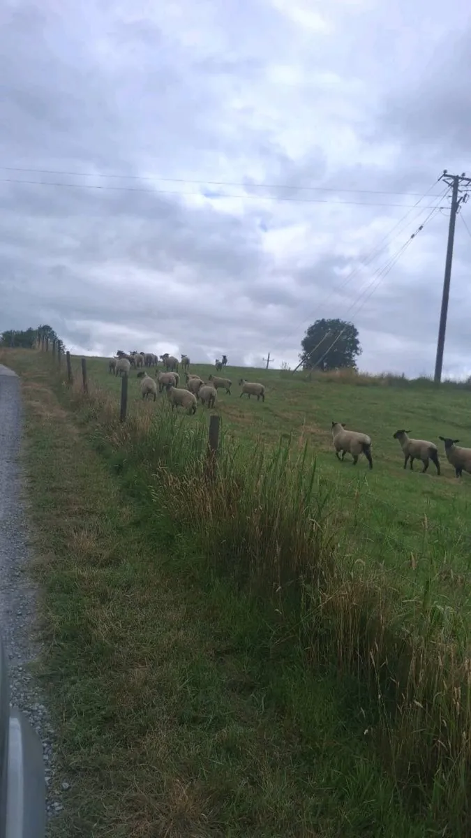 Organic Ewe lambs .