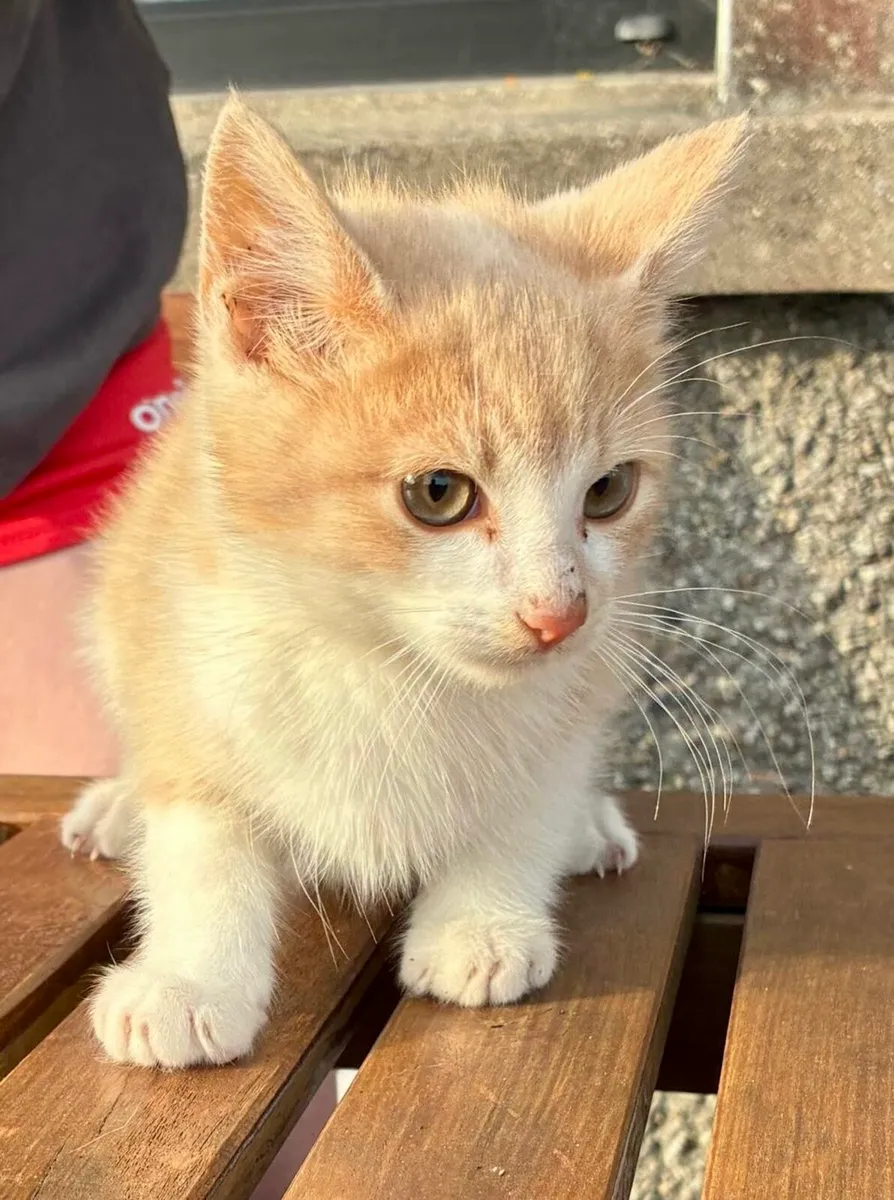 Tabby kitten