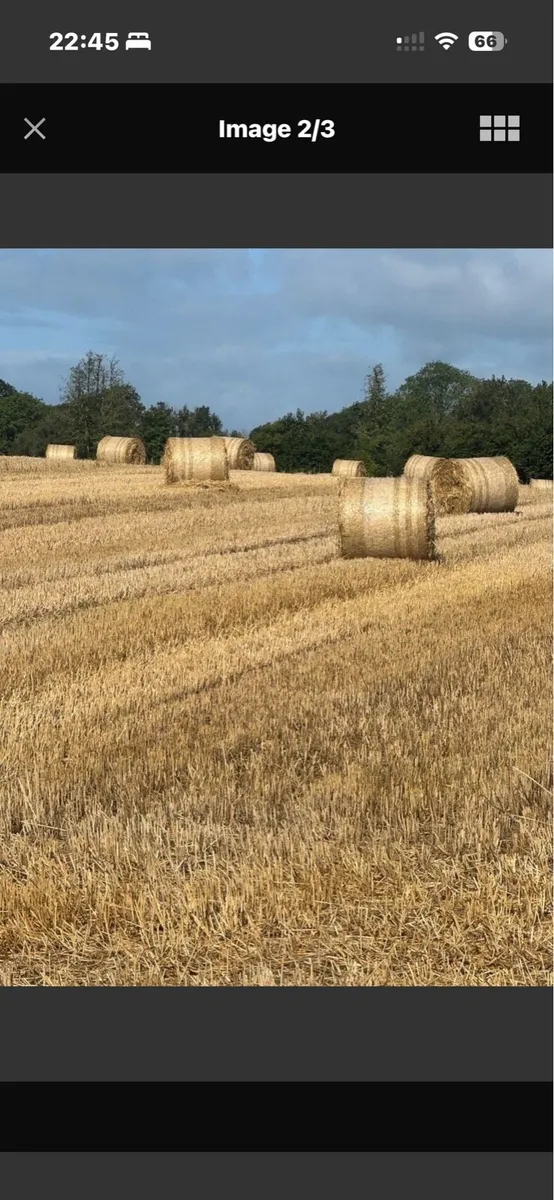 Rye straw - Image 1