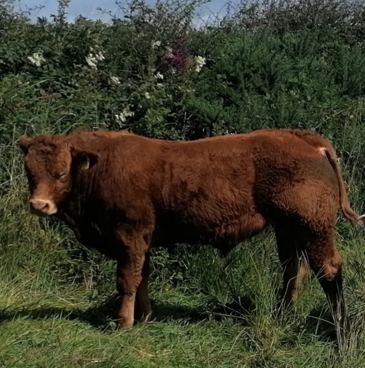 PBR Limousin Stock Bull - Image 4
