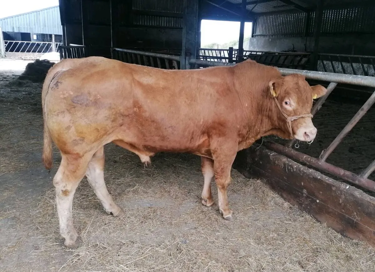 PBR Limousin Stock Bull - Image 1