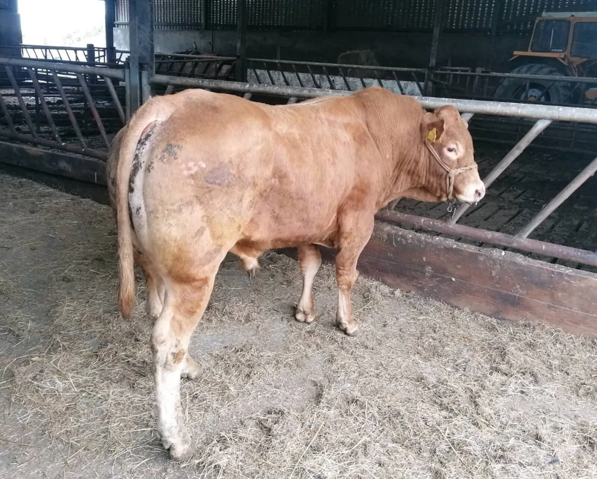 PBR Limousin Stock Bull - Image 2