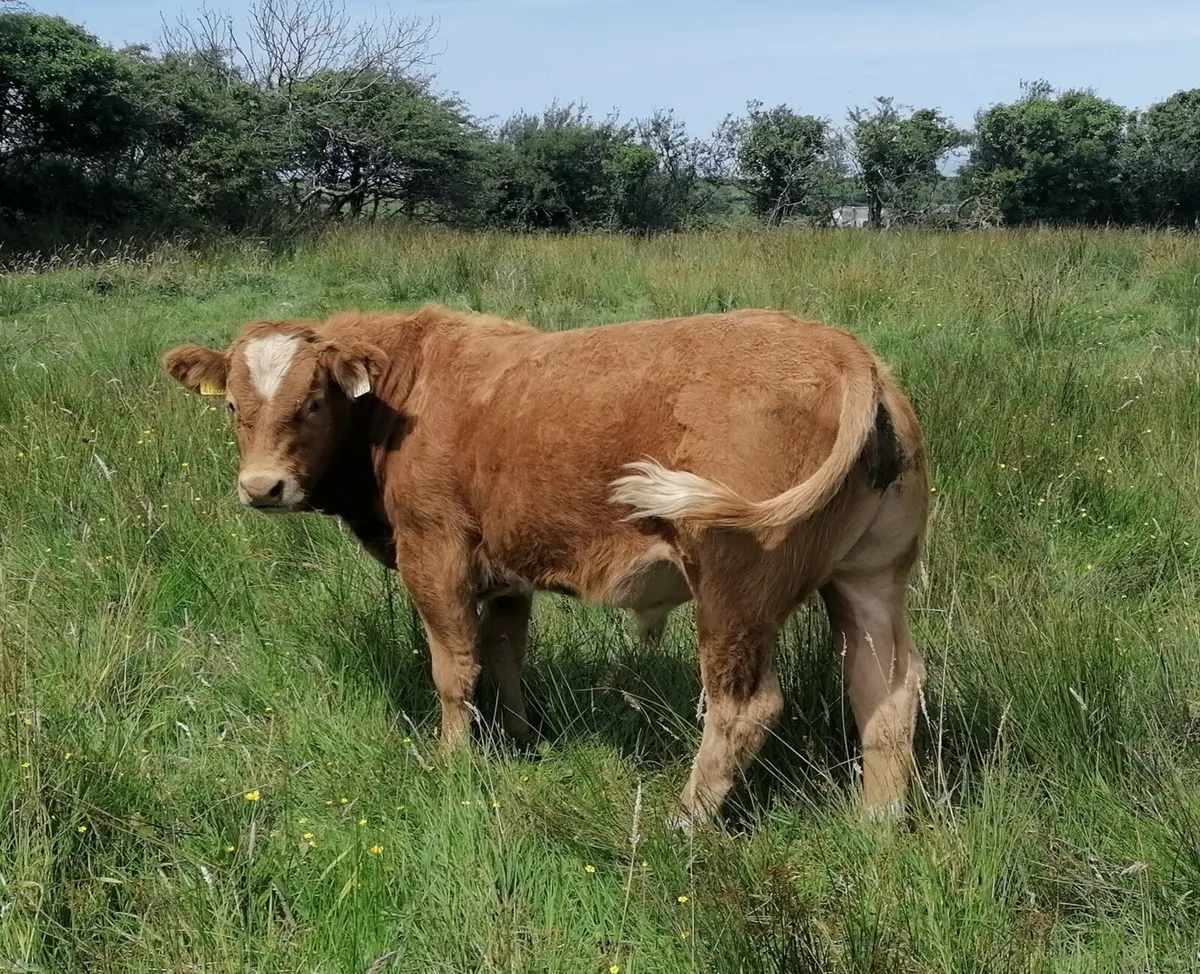PBR Limousin Stock Bull - Image 3