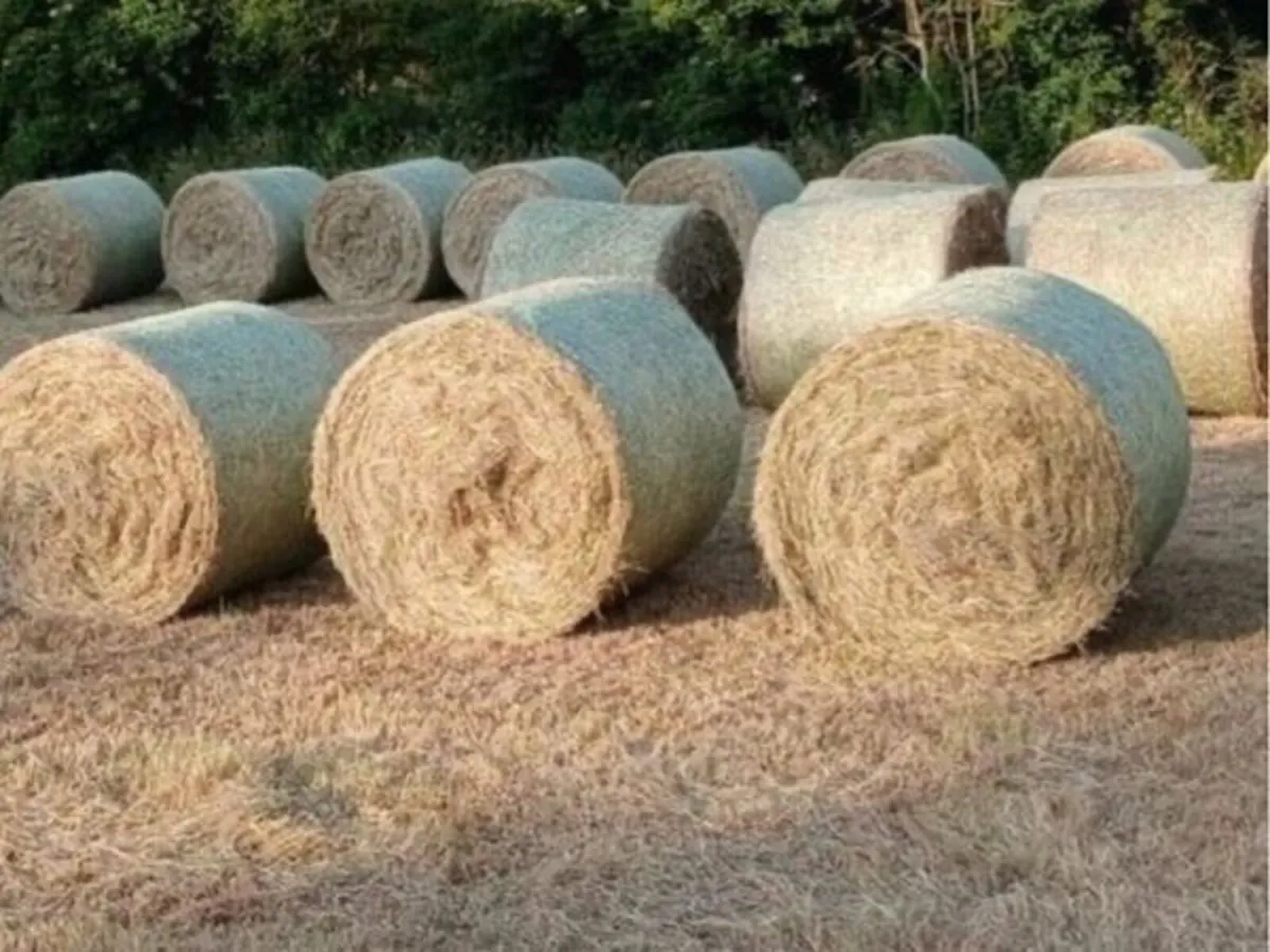 Quality hay for sale