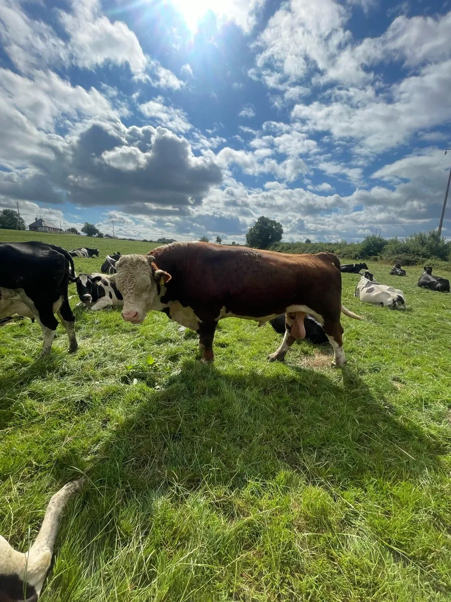 Bulls for sale - Image 1
