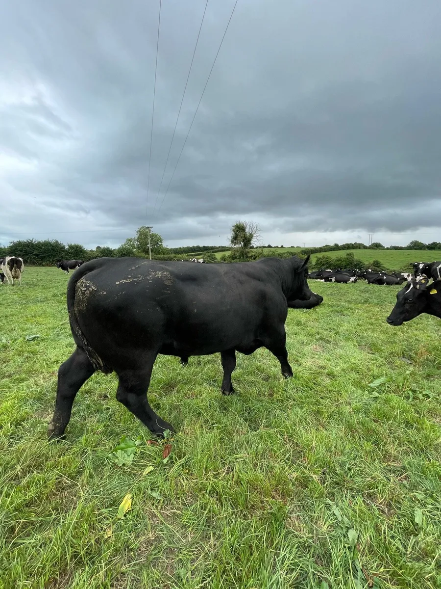 Bulls for sale - Image 2