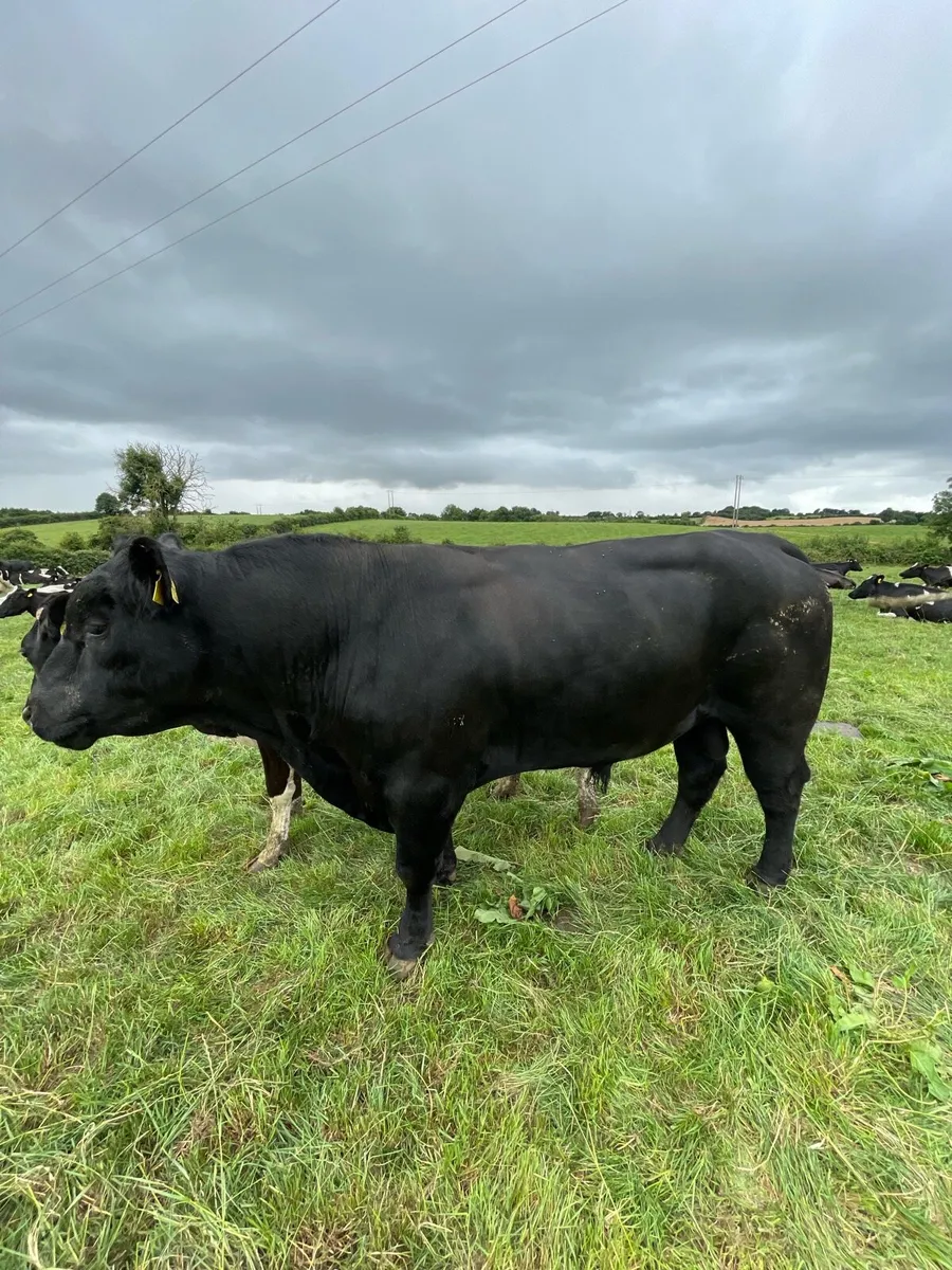 Bulls for sale - Image 3