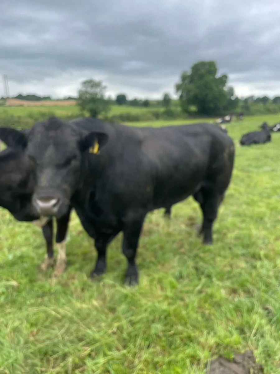Bulls for sale - Image 4