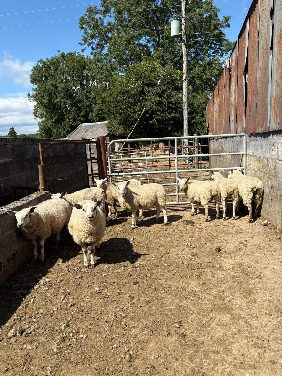 Ewe lambs - Image 1