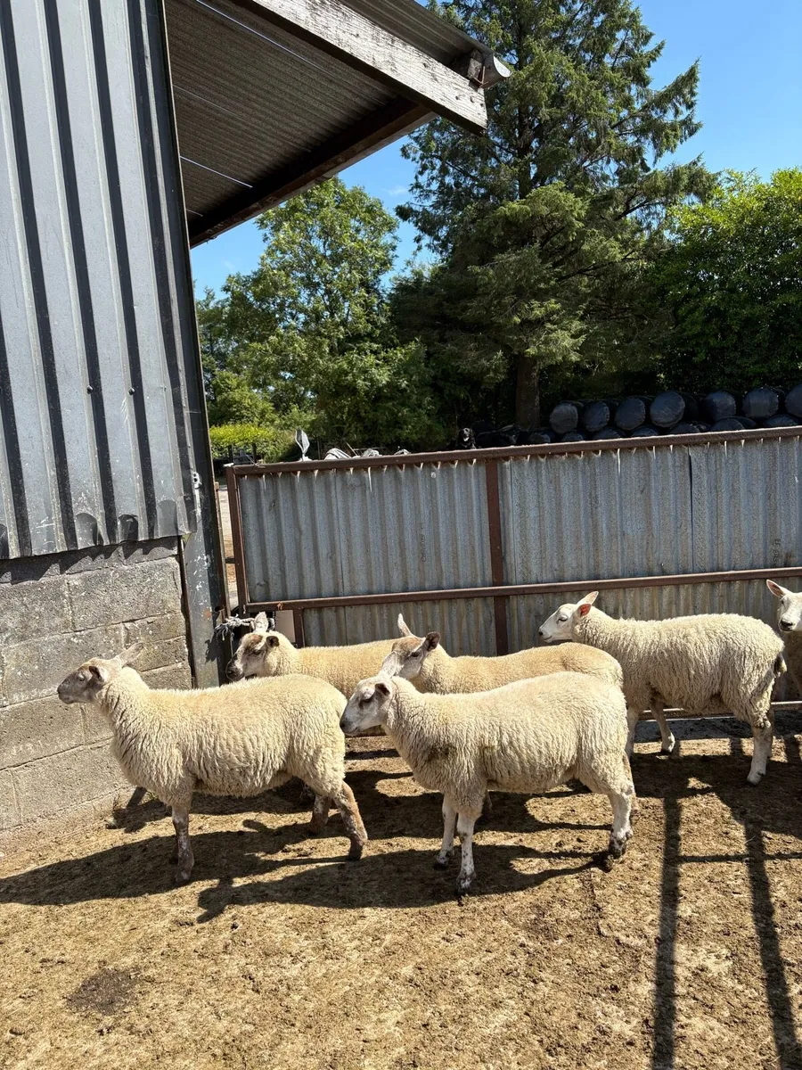 Ewe lambs - Image 2
