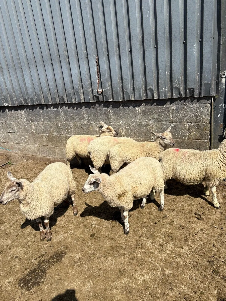 Ewe lambs - Image 3