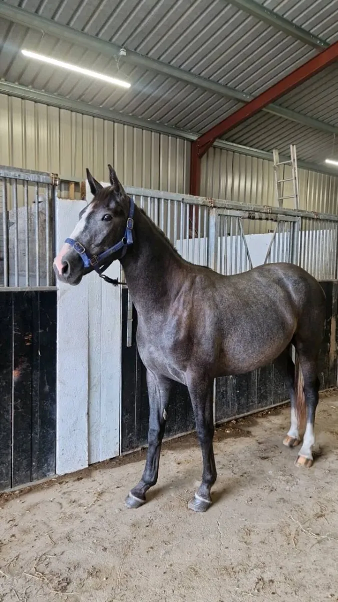 Ashfield bouncer gelding TIH - Image 2