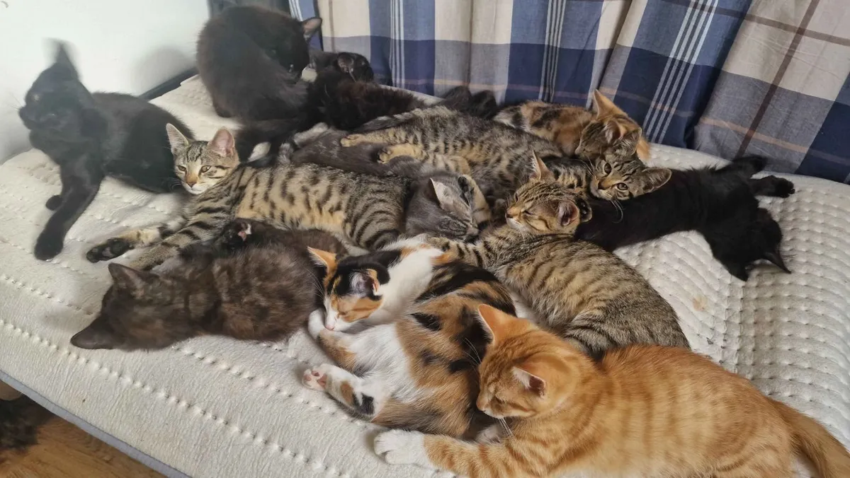 Kittens - Image 2