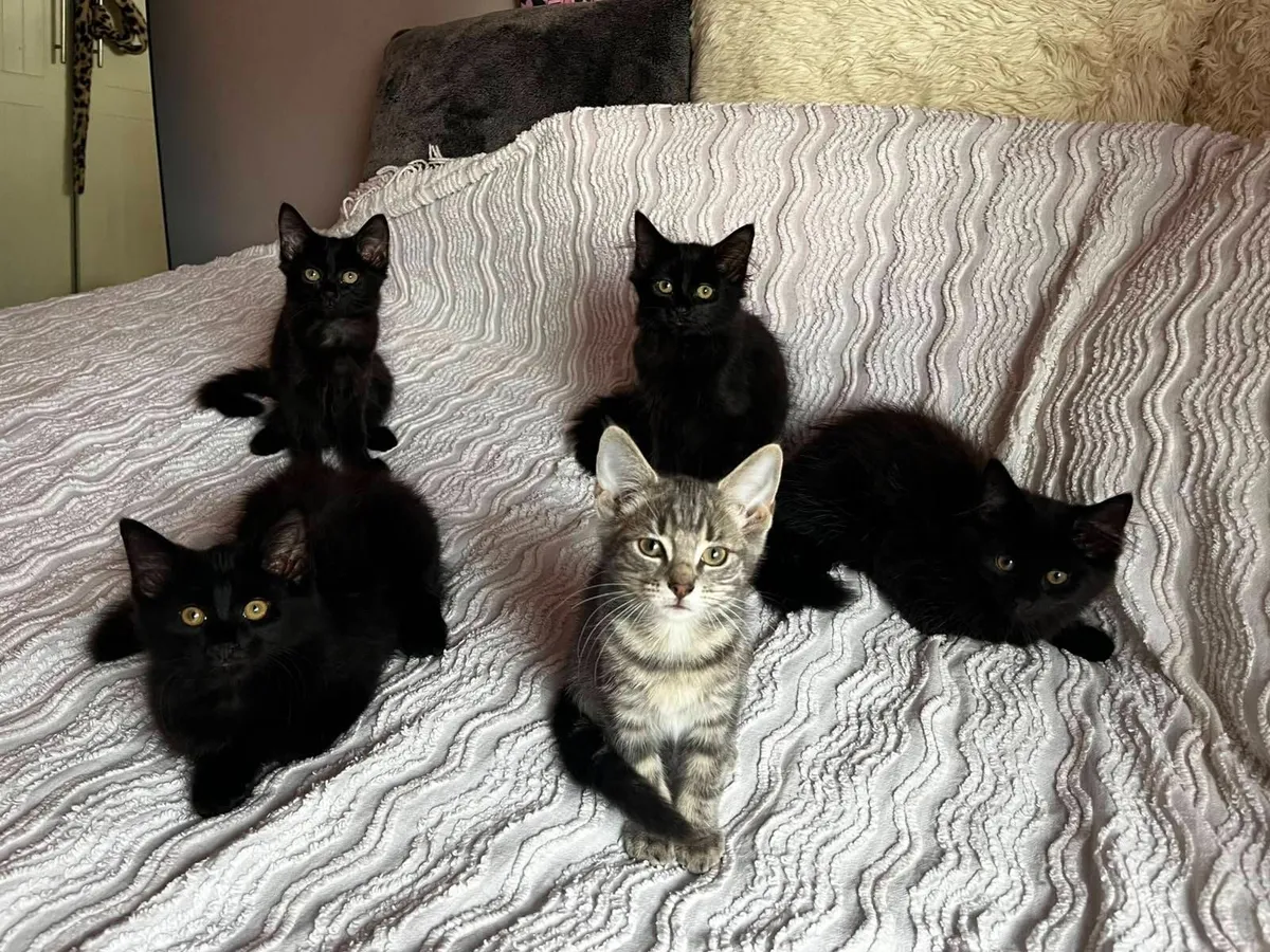 Kittens - Image 3