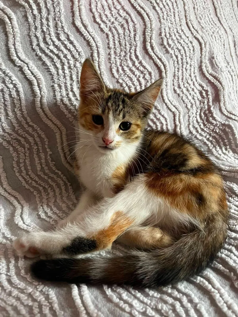 Kittens - Image 4