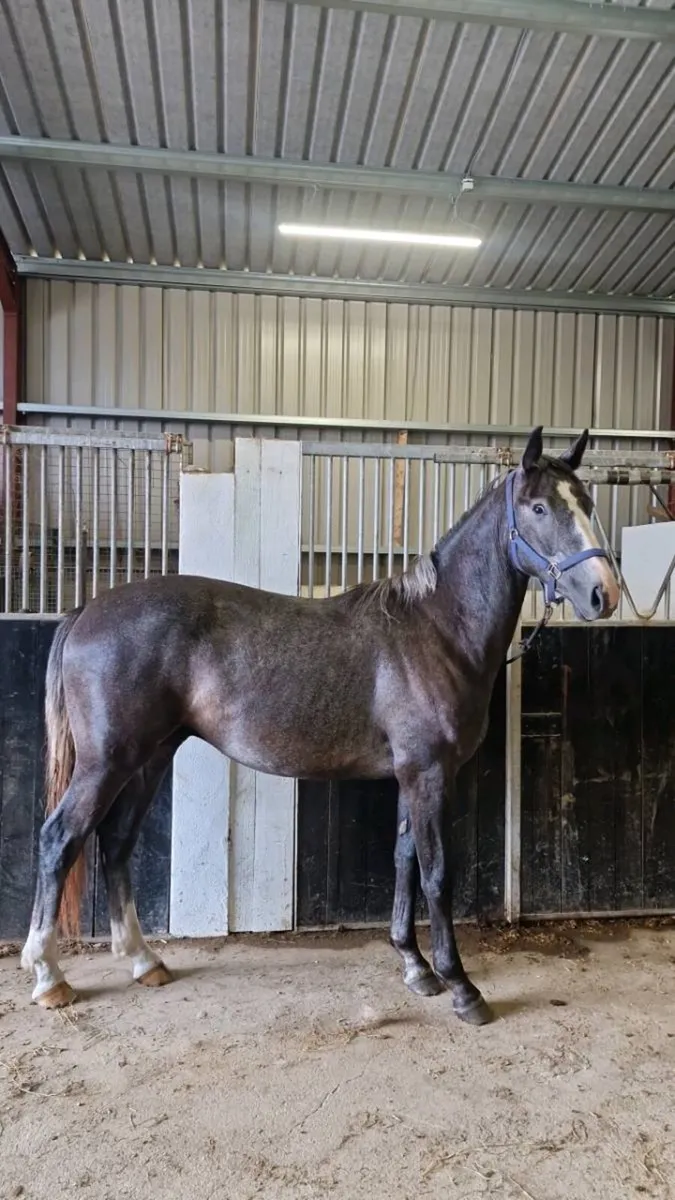 Ashfield bouncer gelding TIH - Image 4