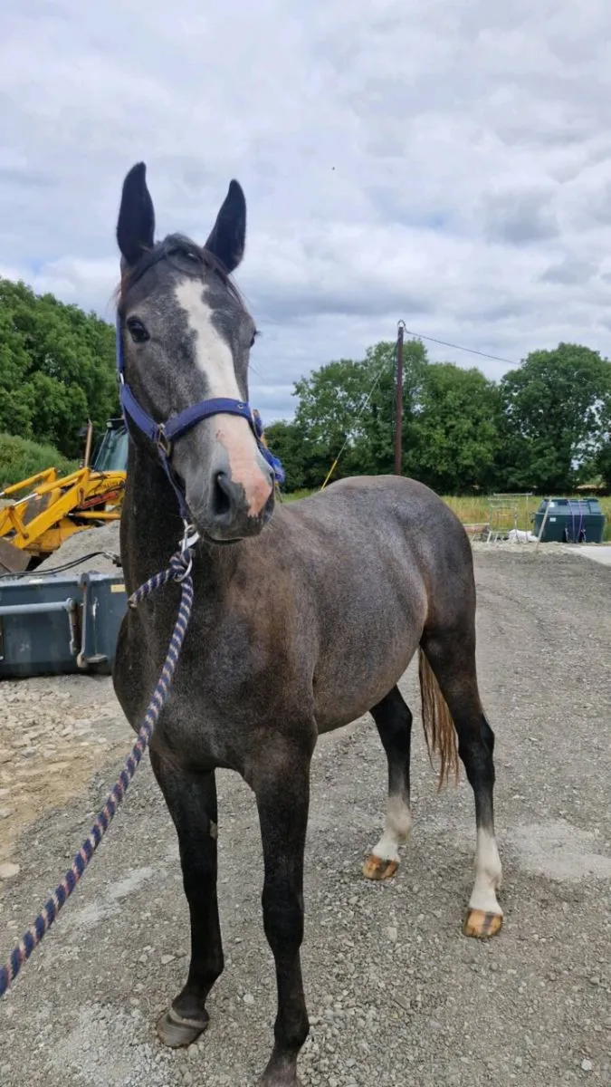 Ashfield bouncer gelding TIH - Image 1