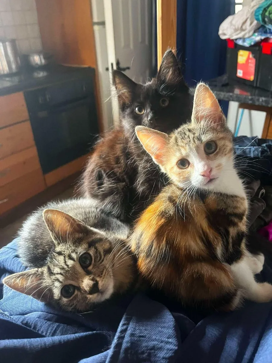 Kittens - Image 1