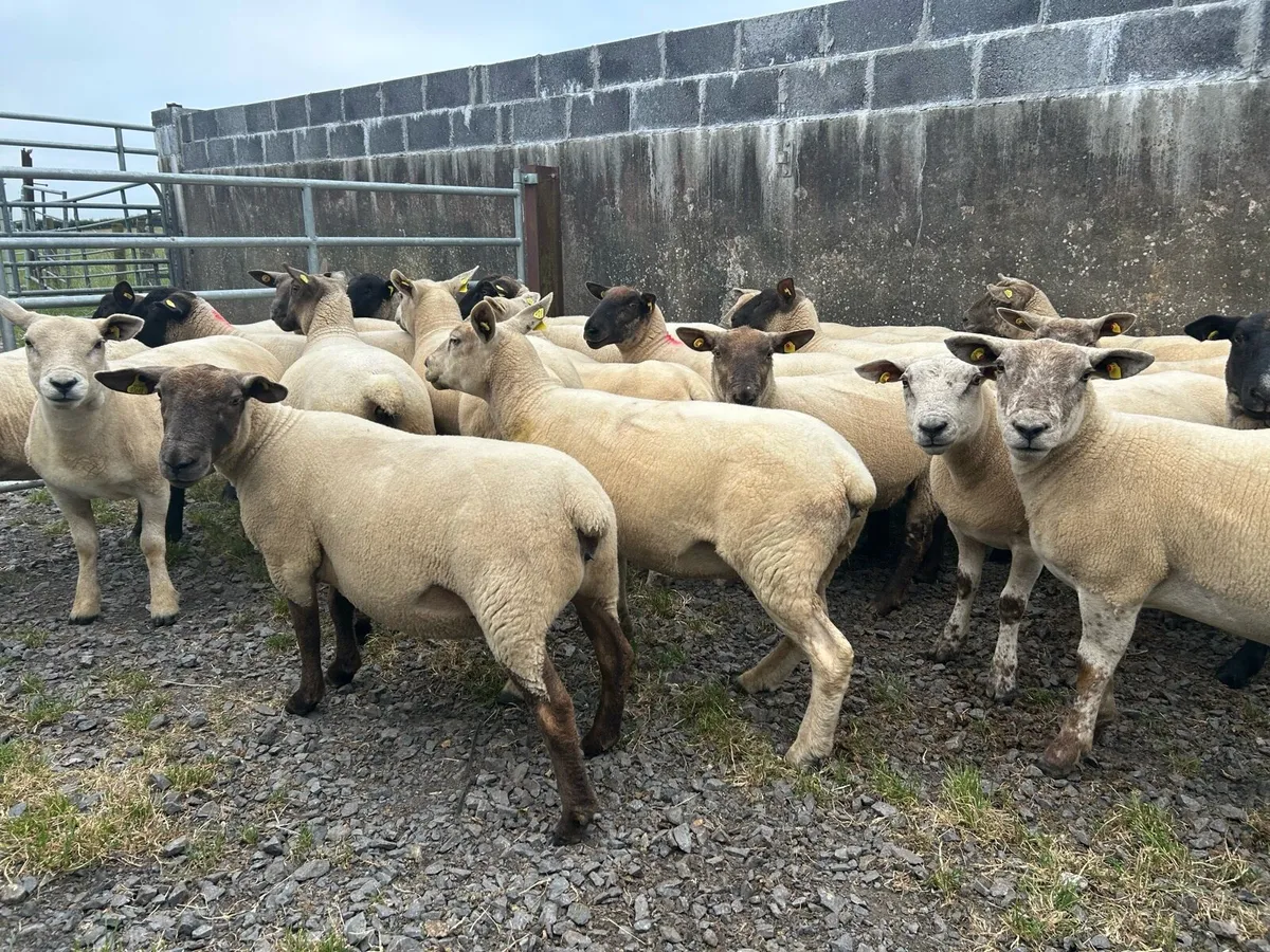 Breeding Ewe Hoggets - Image 4