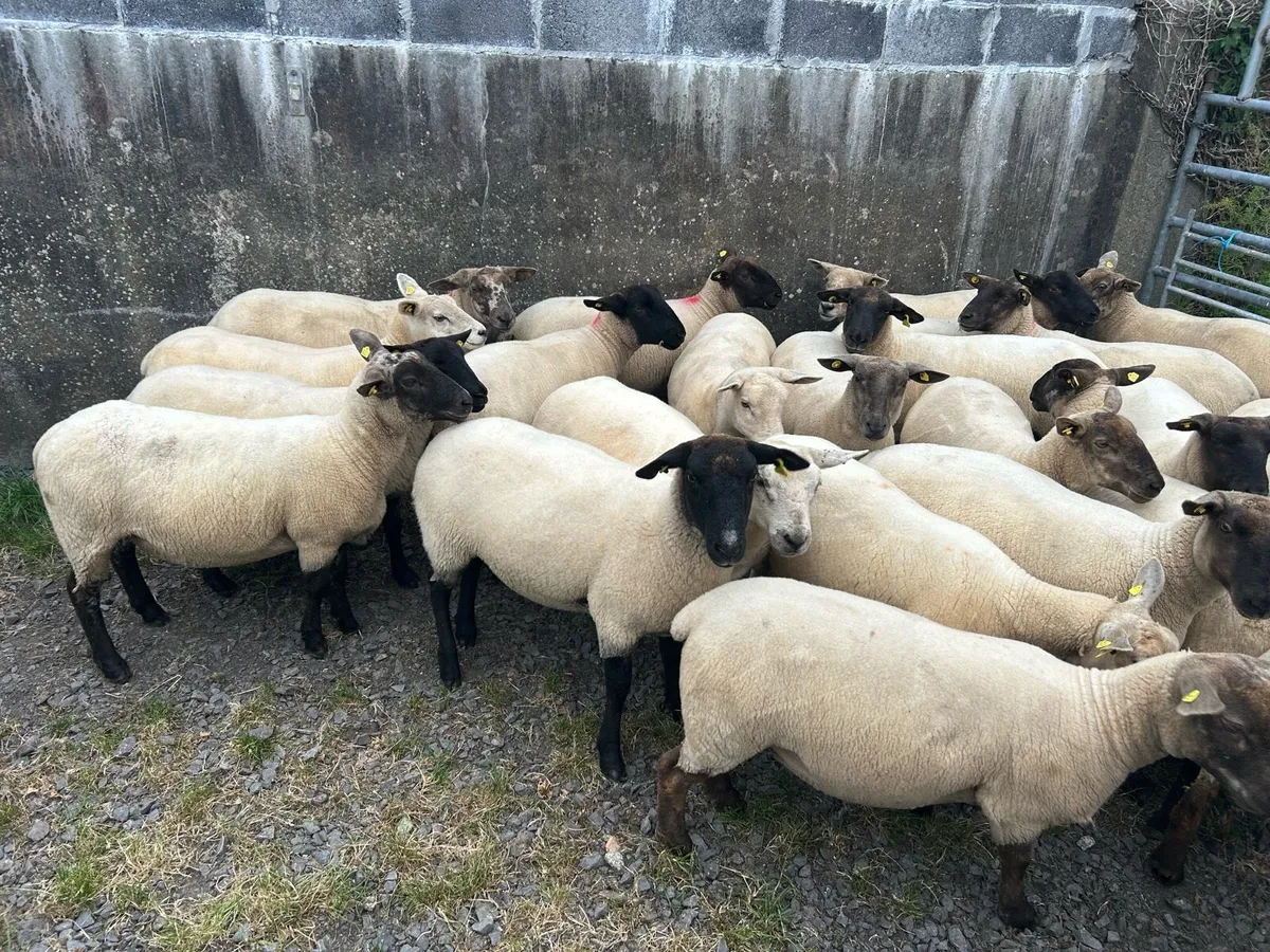 Breeding Ewe Hoggets - Image 2