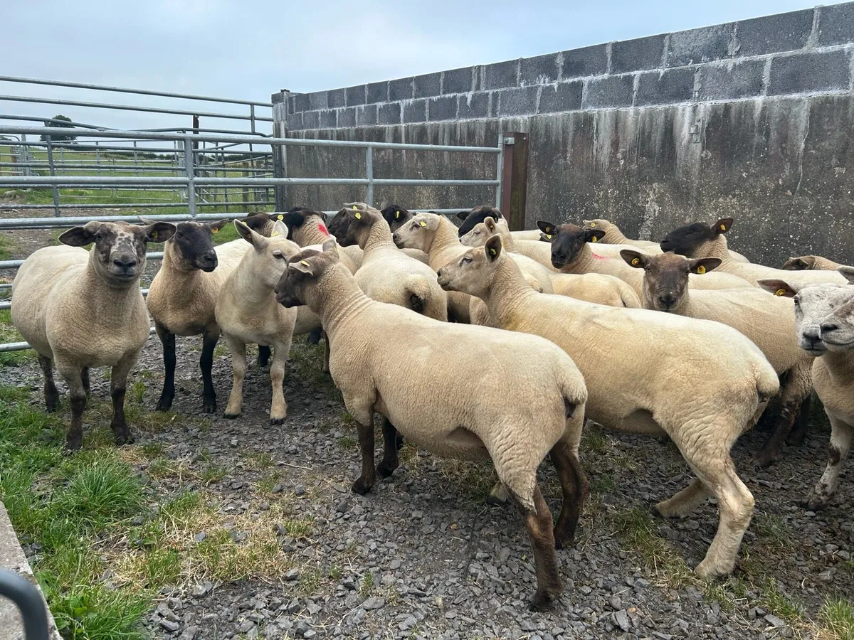 Breeding Ewe Hoggets - Image 3
