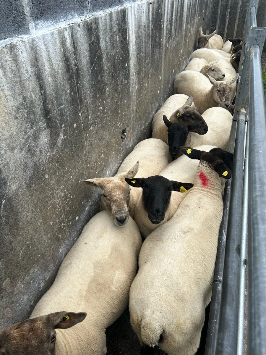 Breeding Ewe Hoggets - Image 1