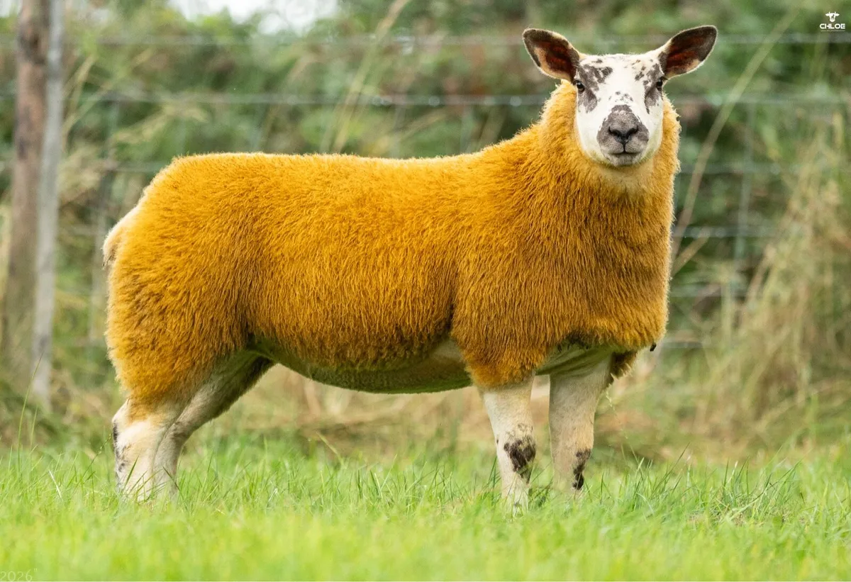 Show ewe lambs - Image 2