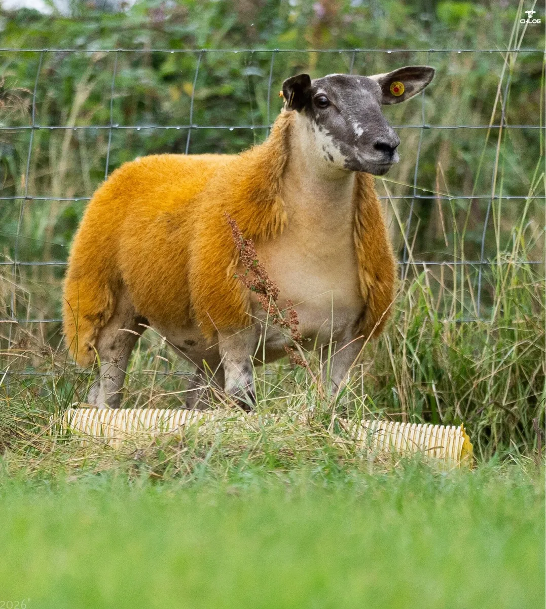 Show ewe lambs - Image 3