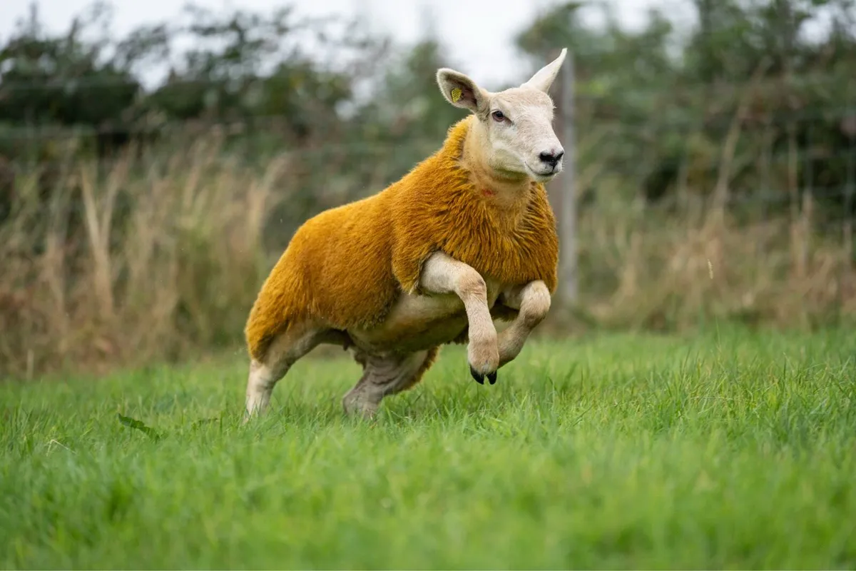 Show ewe lambs - Image 4