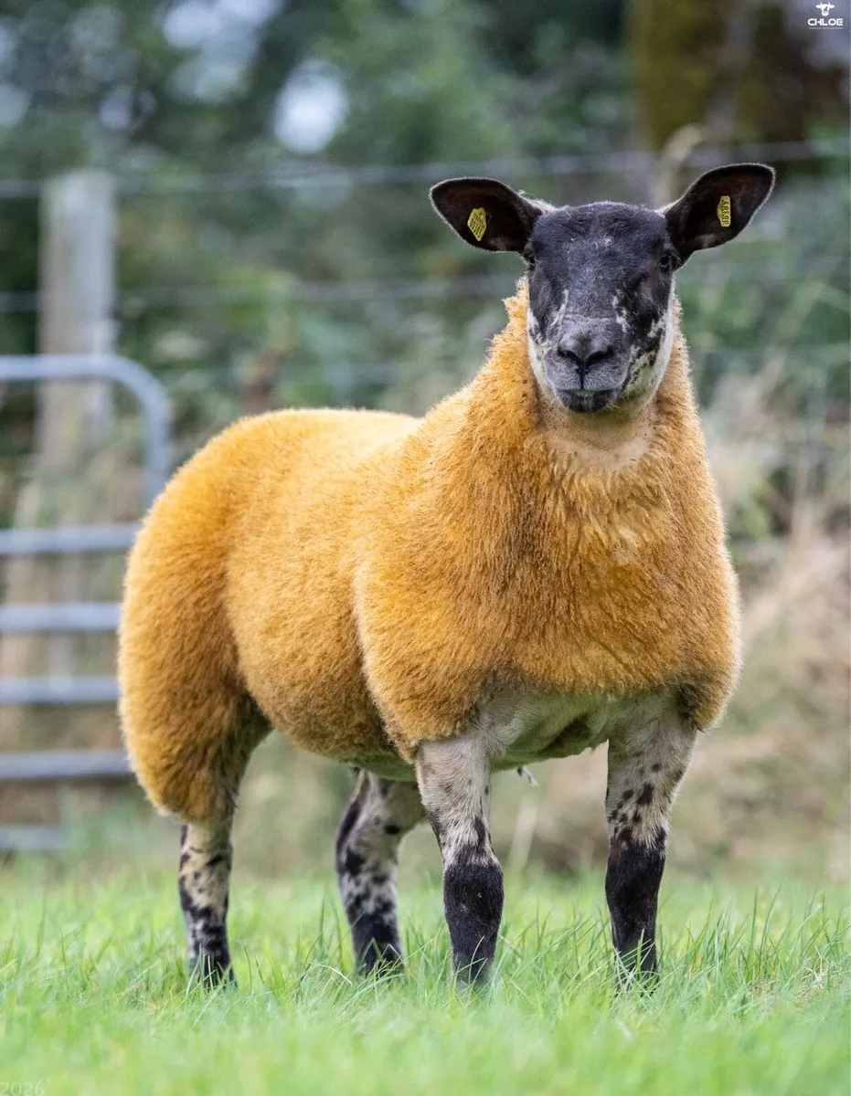 Show ewe lambs - Image 1